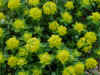 euphor1.JPG (64863 octets)
