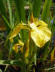 iris.JPG (82527 octets)